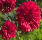 Centaurée rouge